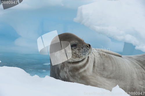 Image of Weddell Seal laying on the ice