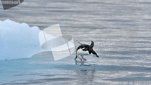 Image of Chinstrap Penguin in Anatcrtica