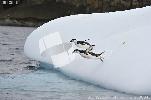 Image of Chinstrap Penguin in Anatcrtica