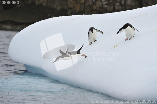 Image of Chinstrap Penguin in Anatcrtica
