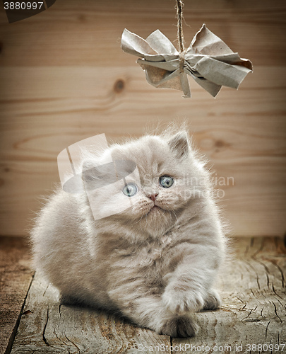 Image of beautiful british long hair kitten