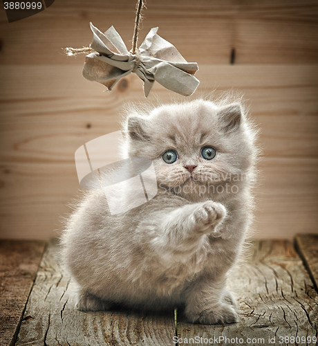 Image of beautiful british long hair kitten