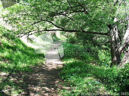 Image of A walk in nature. Cyprus