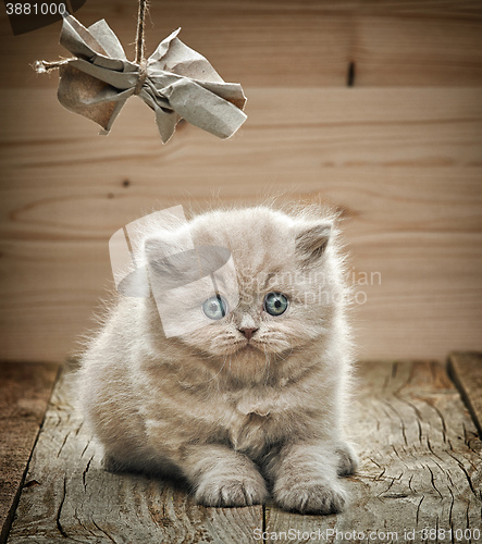 Image of beautiful british long hair kitten