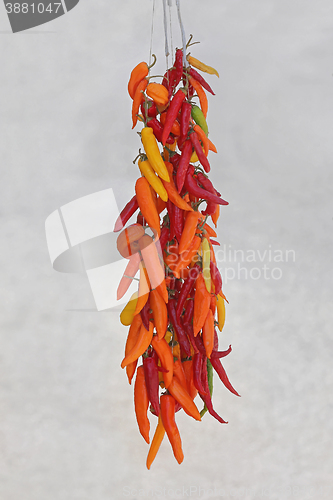 Image of Chili Peppers