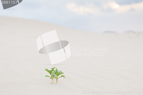 Image of Two green plant sprouts in desert sand.