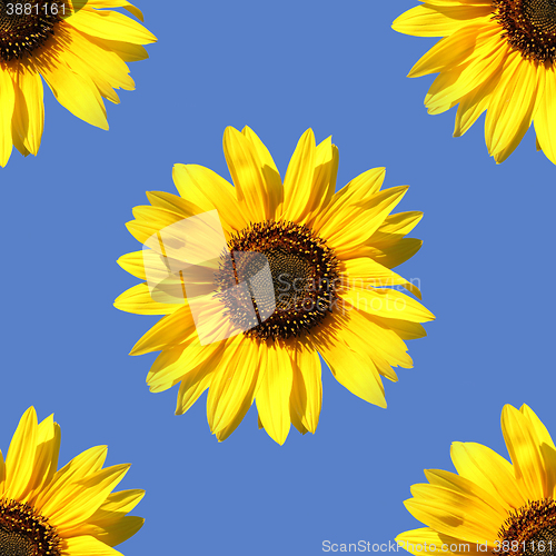 Image of Sunflower as seamless pattern