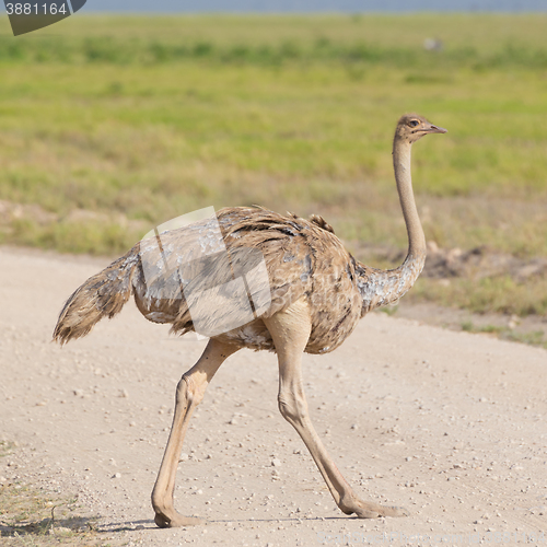 Image of Ostrich, Struthio camelus, in african wilderness.