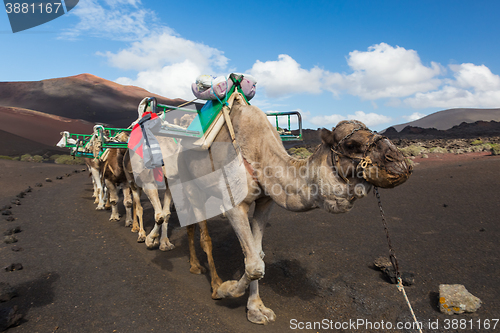 Image of Camel caravan in Timanfaya National Park