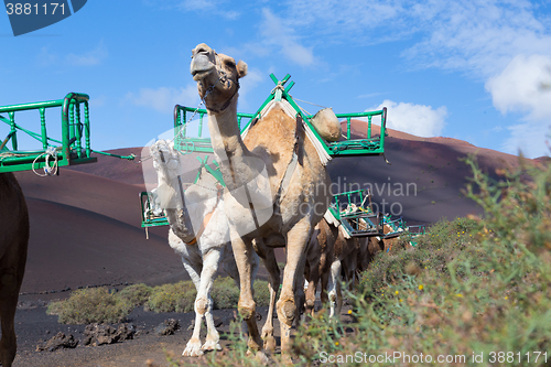 Image of Camel caravan in Timanfaya National Park