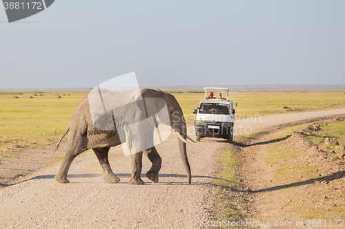 Image of Elephantt crossing dirt roadi in Amboseli, Kenya.