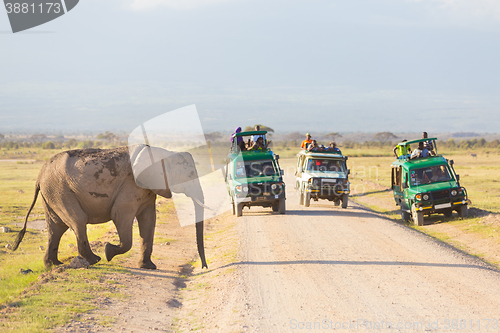 Image of Elephantt crossing dirt roadi in Amboseli, Kenya.