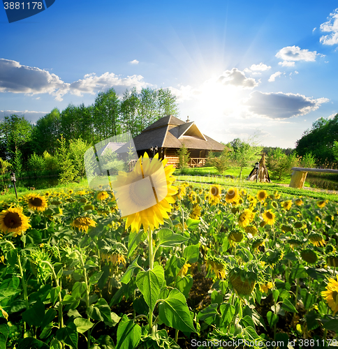 Image of House and sunflowers