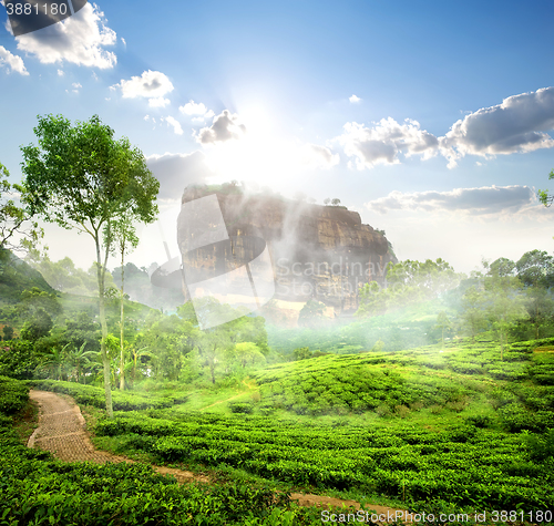Image of Sigiriya and tea field