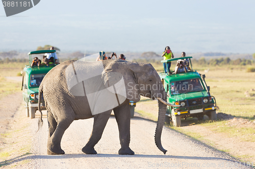 Image of Elephantt crossing dirt roadi in Amboseli, Kenya.