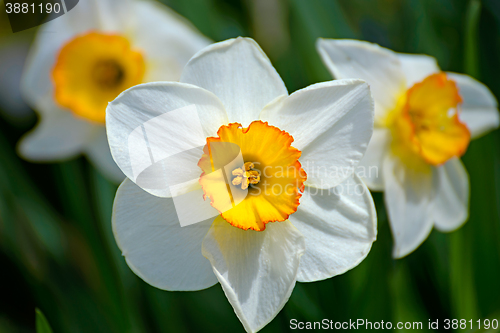 Image of Daffodils