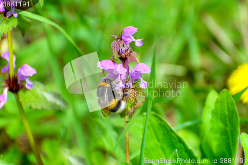 Image of Bumblebee and purple flower