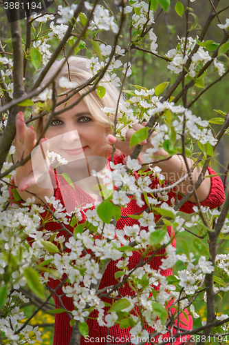 Image of Blonde and blooming apple tree