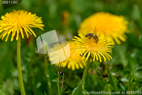 Image of Bee and dandelion