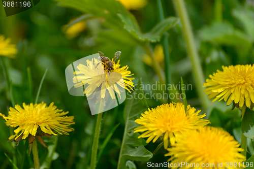 Image of Bee and dandelion