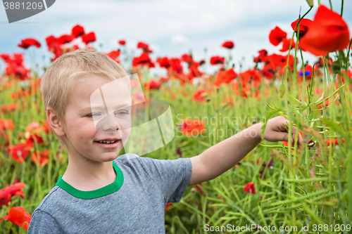 Image of Cute boy in field with red poppies