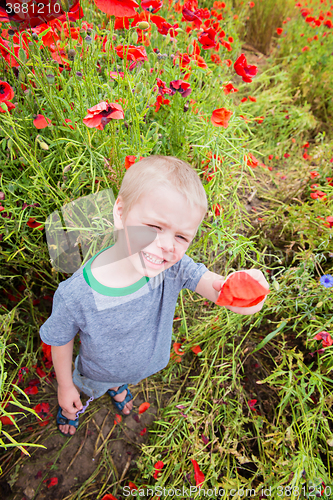 Image of Cute boy in field with red poppies
