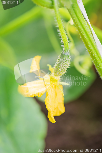 Image of Small cucumber growing