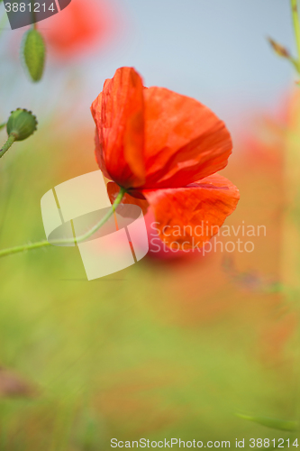 Image of Tender shot of red poppies