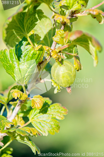 Image of Gooseberry bush with green berries