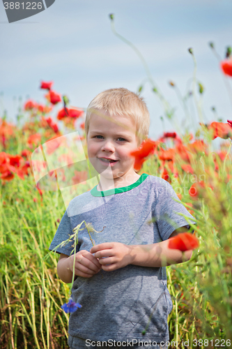 Image of Positive boy in field with red poppies