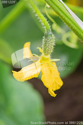 Image of Young cucumber growing