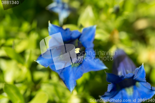 Image of Trumpet gentiana blue spring flower in garden