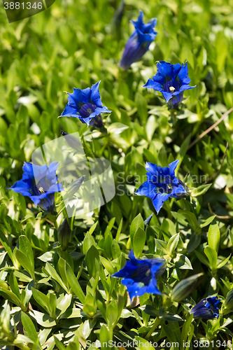 Image of Trumpet gentiana blue spring flower in garden