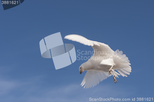 Image of Snowy Sheathbill  in Antarctica