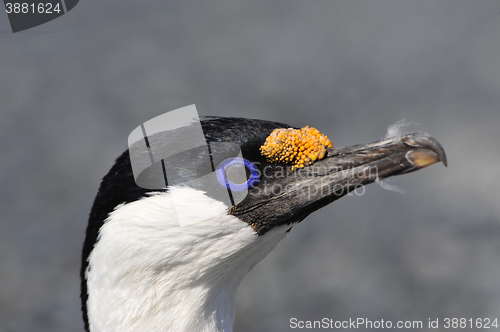 Image of Antarctic Shag close up