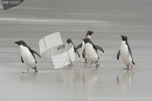 Image of Rockhopper penguins Falkland Island