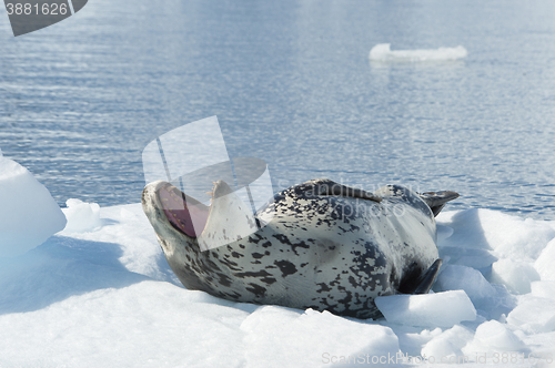 Image of Leopard Seal on Ice Floe