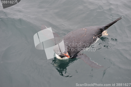 Image of Adelie Penguin on snow