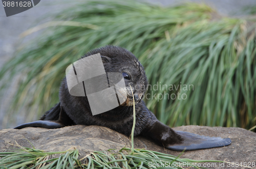 Image of Antarctic fur seal pup close-up in grass