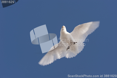 Image of Snowy Sheathbill  in Antarctica