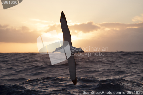 Image of  Wandering Albatrosses in Drake Passage