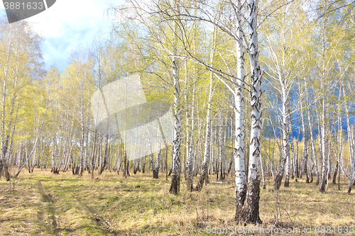 Image of spring birch forest