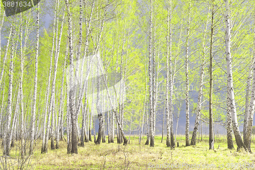 Image of spring birch forest