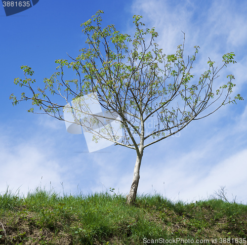 Image of Walnut Tree Pollination