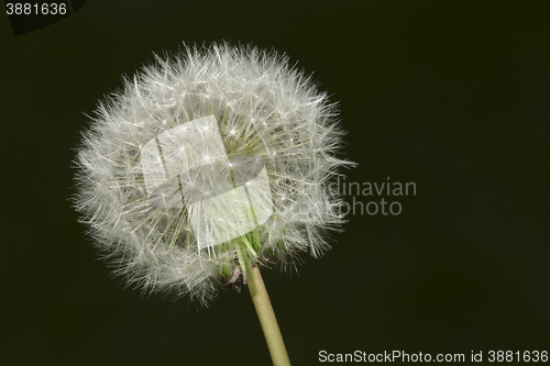 Image of Dandelion Blowball Cutout