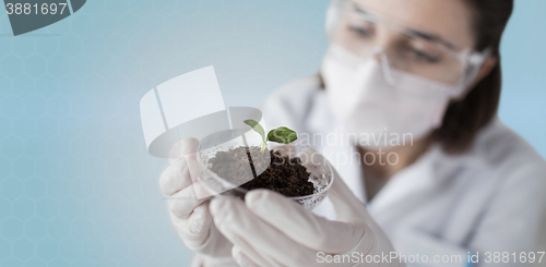 Image of close up of scientist with plant and soil