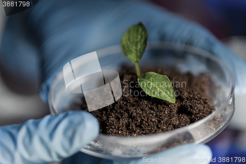 Image of close up of hands with plant and soil in lab