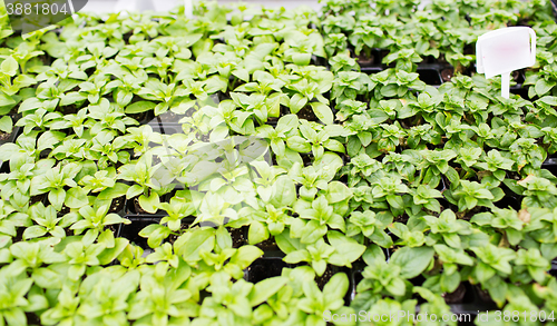 Image of close up of seedlings in farm greenhouse