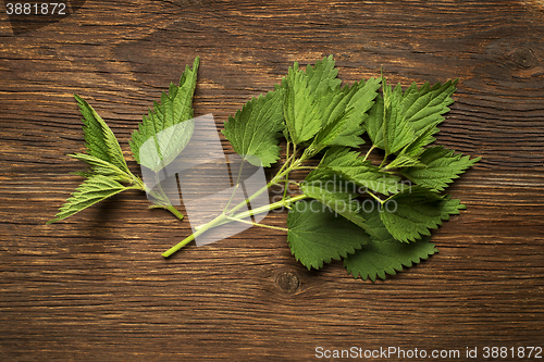 Image of Nettle