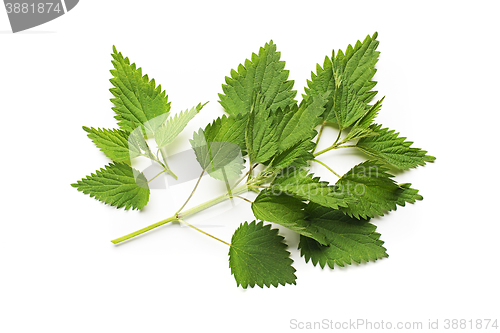 Image of Nettle